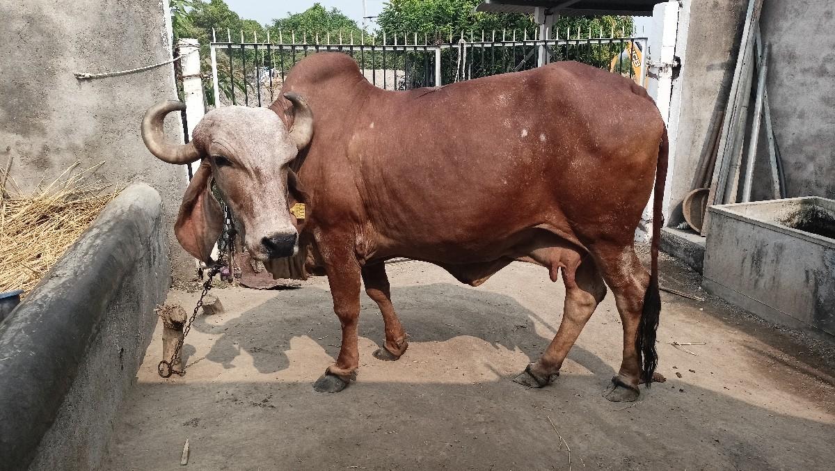 સાટા માં ઘોડી, વછેરી લેવાની છે