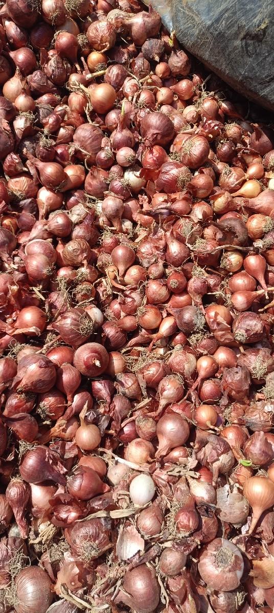 પીળી પત્તી ડુંગરી નું બિયારણ