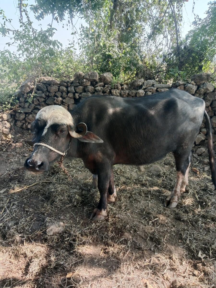 વેચવાની