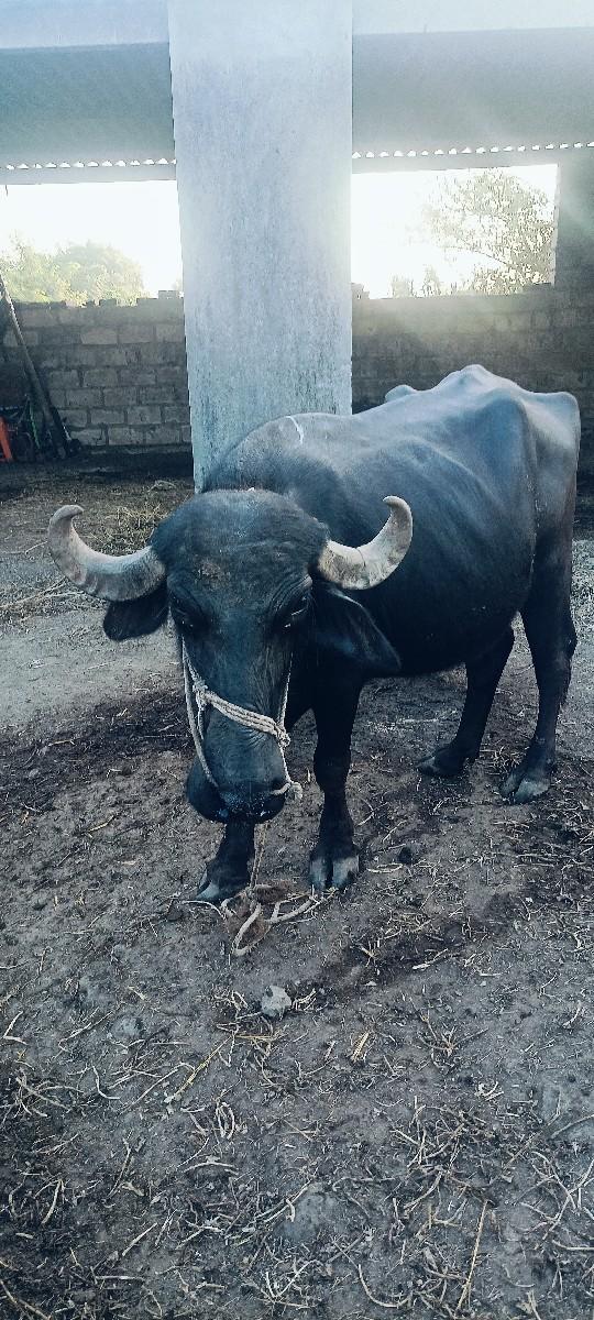 થંબનેલ 3