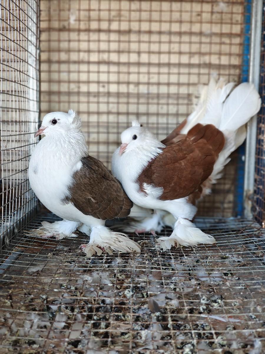 કબૂતર વેચવાના છે