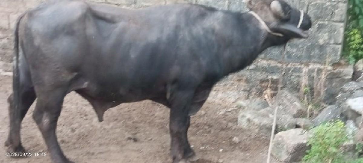 બન્ની પાડો વેચવાનો છે.