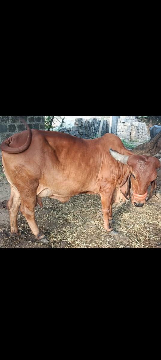 થંબનેલ 2