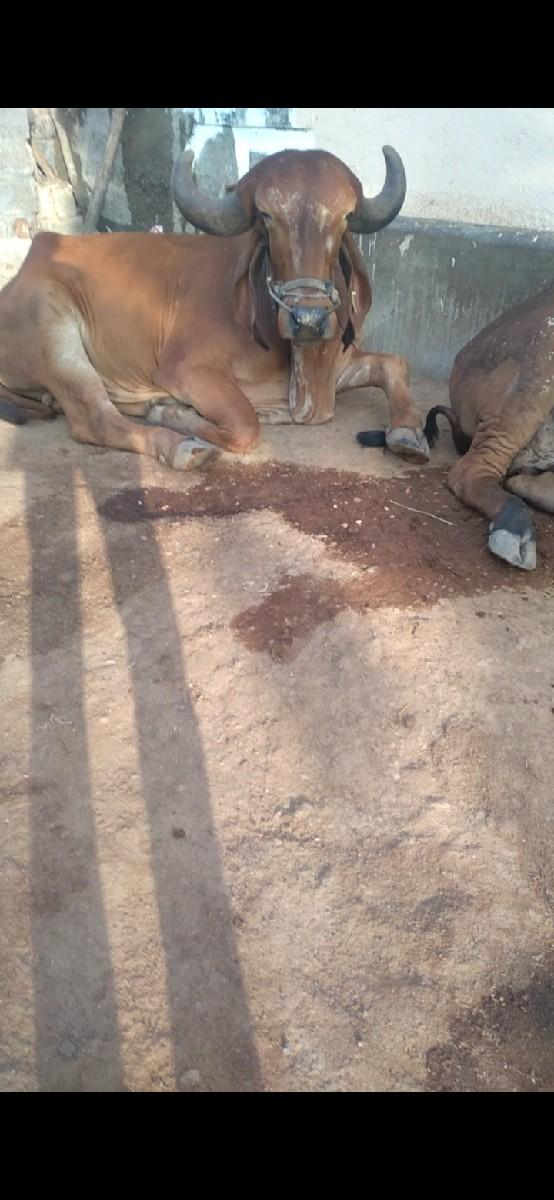 થંબનેલ 2