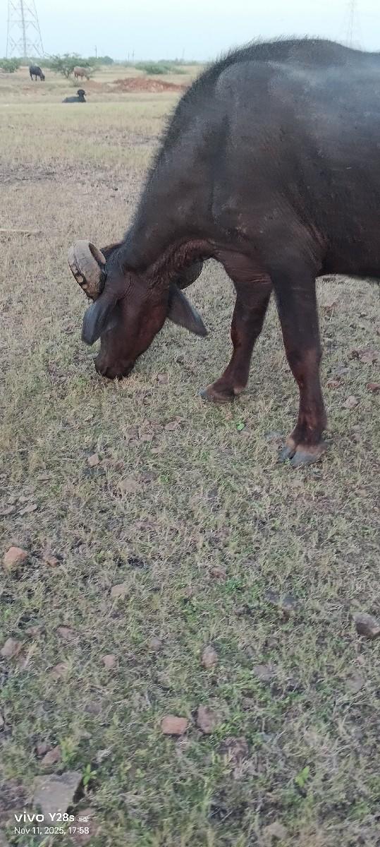 પેલા વેતર ની ખડેલી વેચવી ના છે