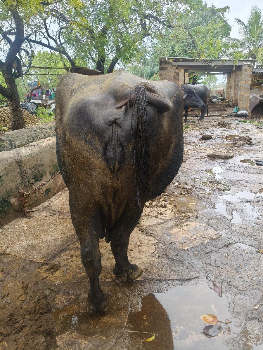 થંબનેલ 3