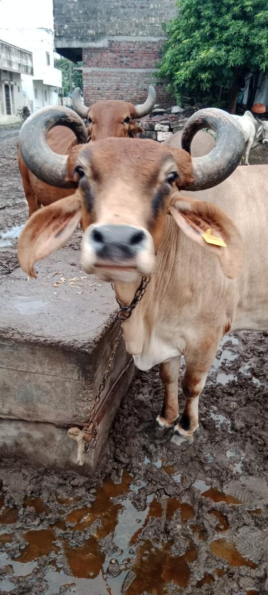 થંબનેલ 3