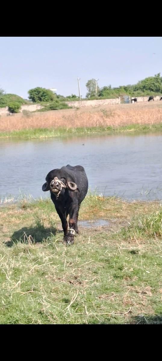 થંબનેલ 2