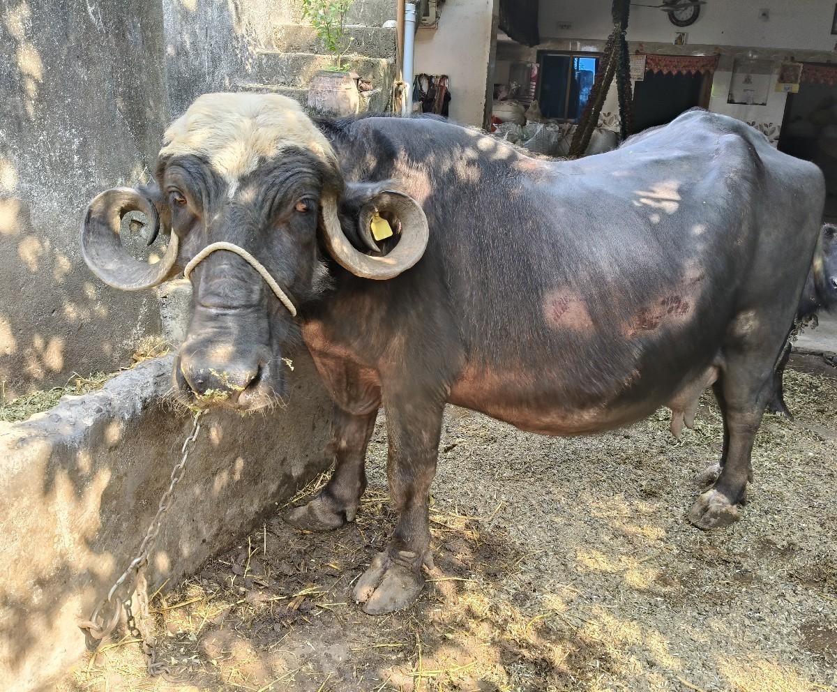 ભેંશ વેચવાની છે.