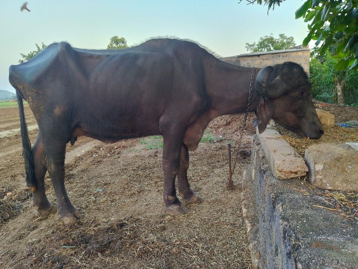 થંબનેલ 2