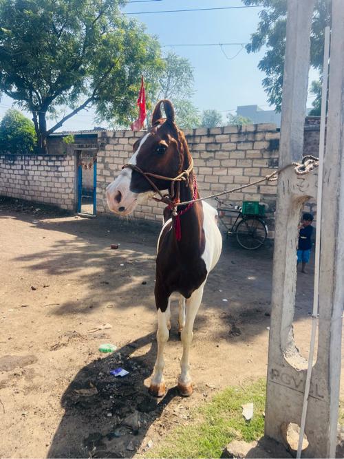 થંબનેલ 2