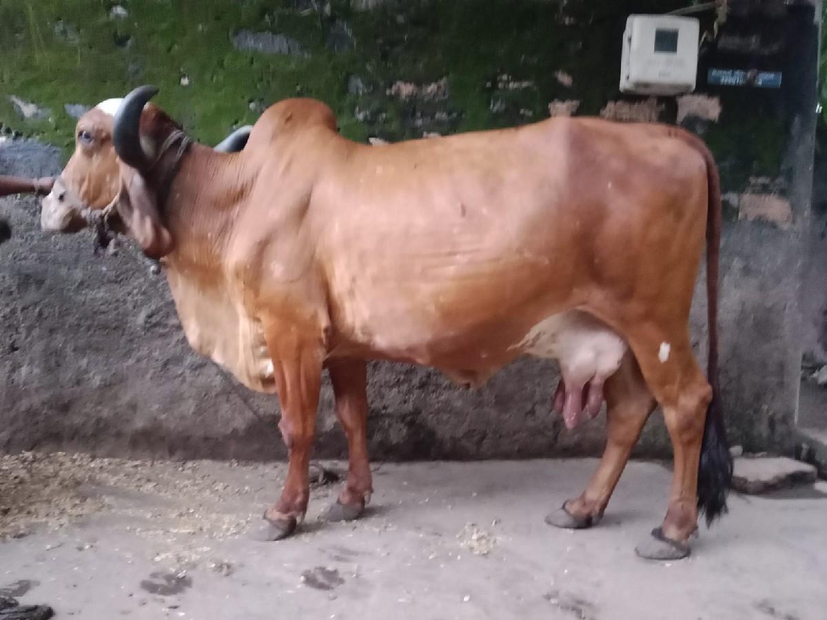 આ ગાયો વેચવા ની છે