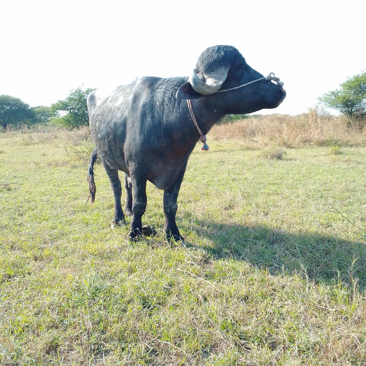 થંબનેલ 2