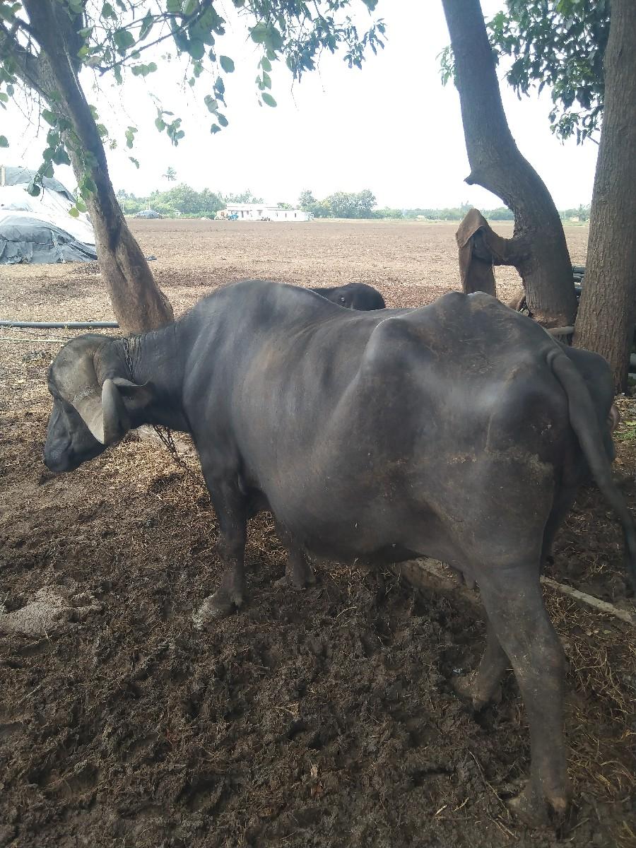 થંબનેલ 3