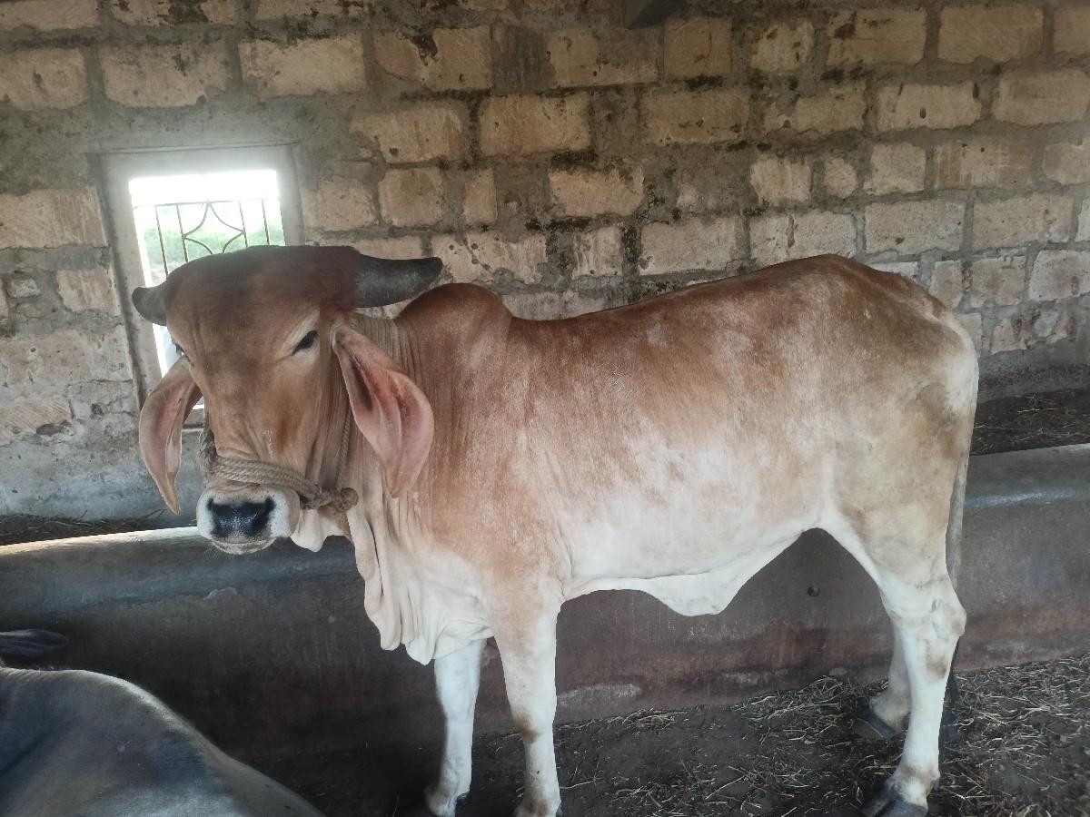 થંબનેલ 2