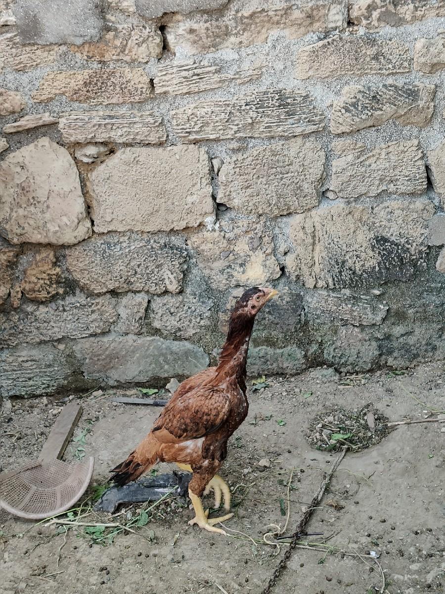 થંબનેલ 3