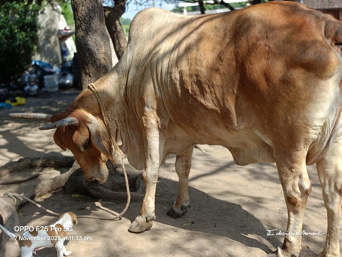 થંબનેલ 2