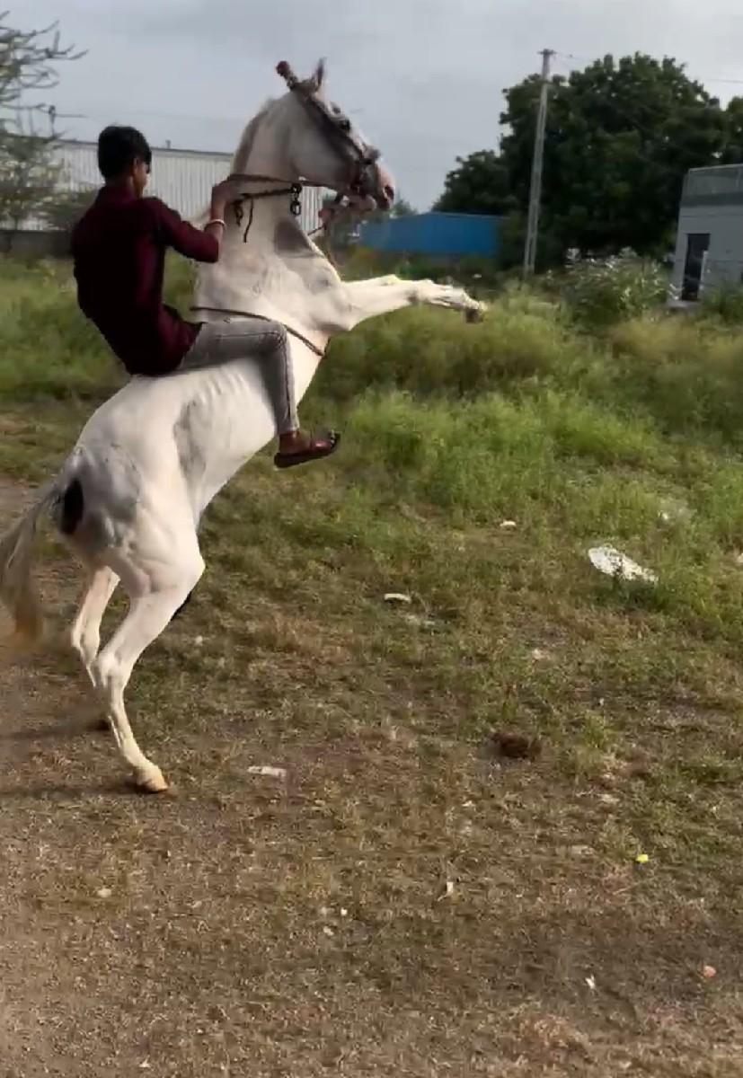 ઘોડી વેચવાની છે