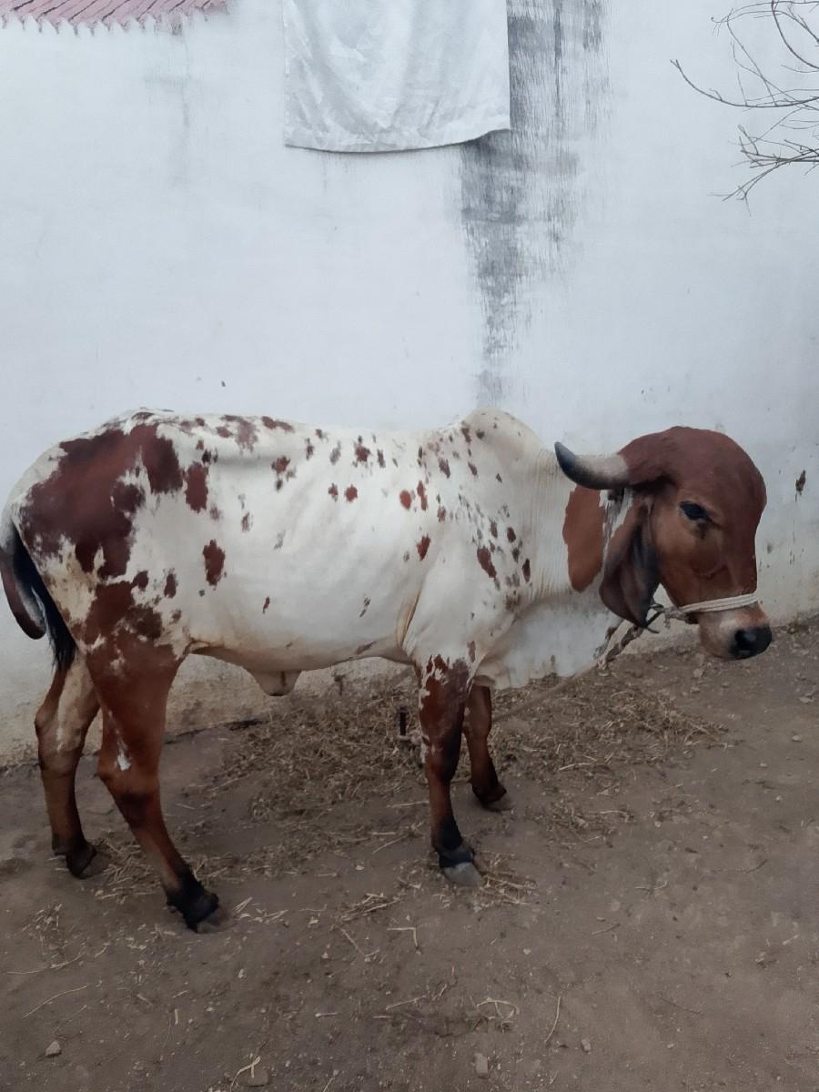 થંબનેલ 2