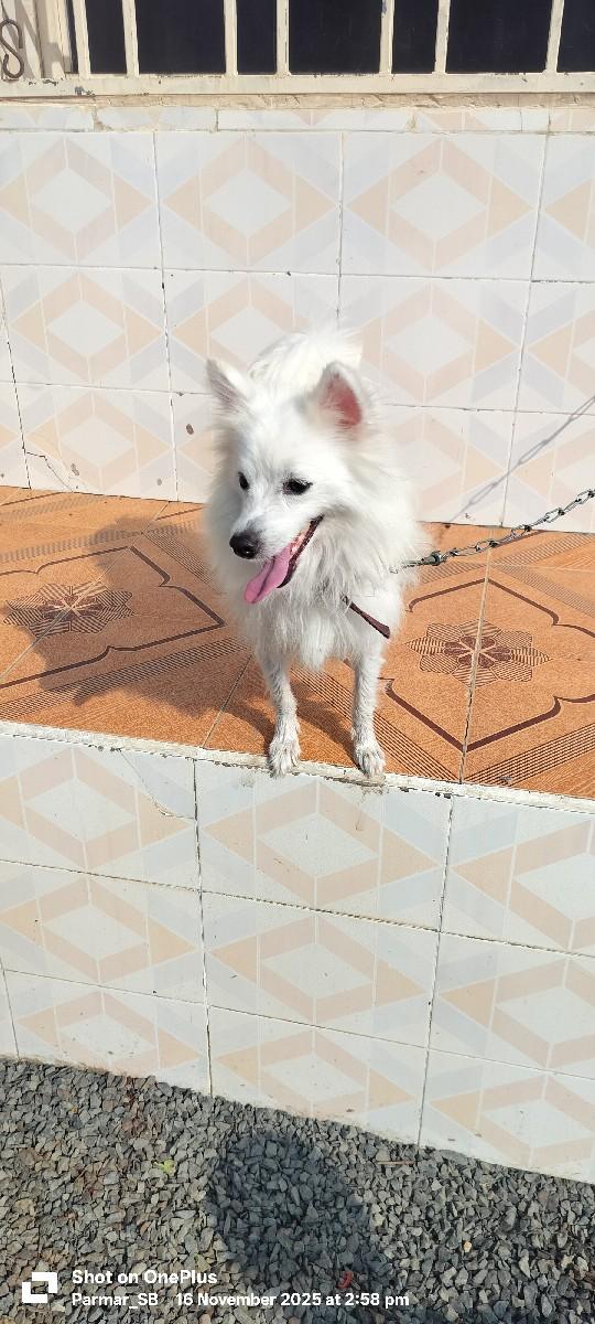 pomerian. pomeranian