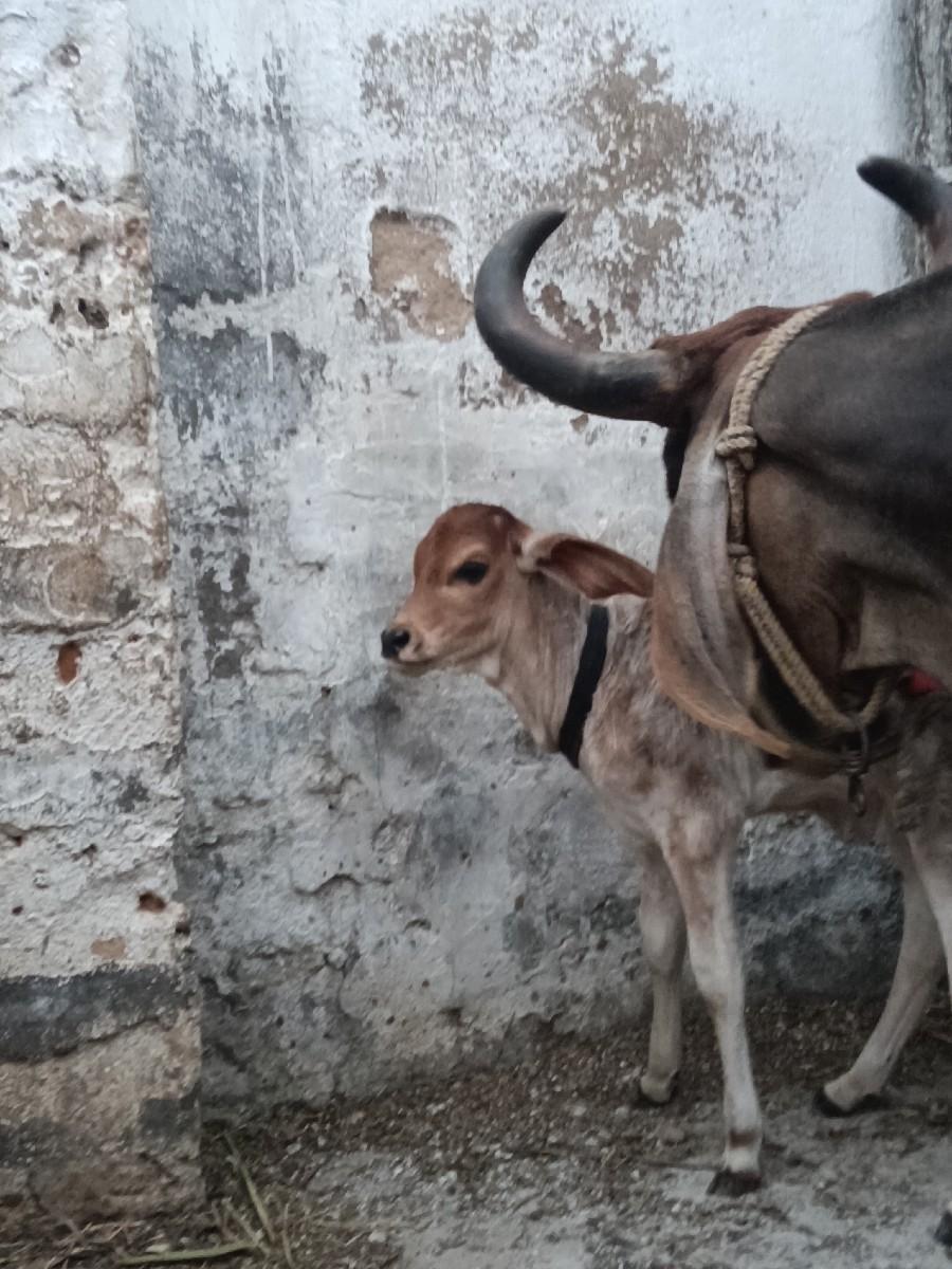 થંબનેલ 2