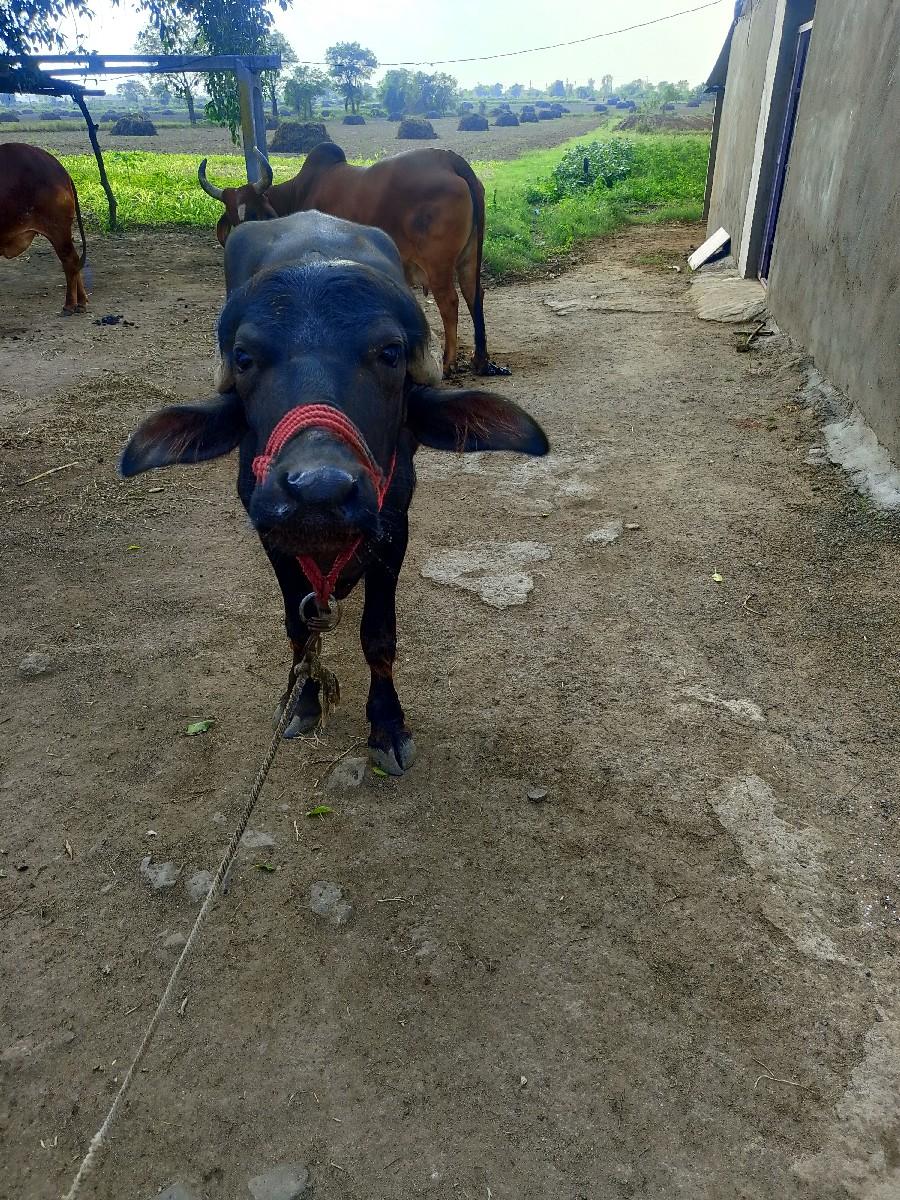 થંબનેલ 3