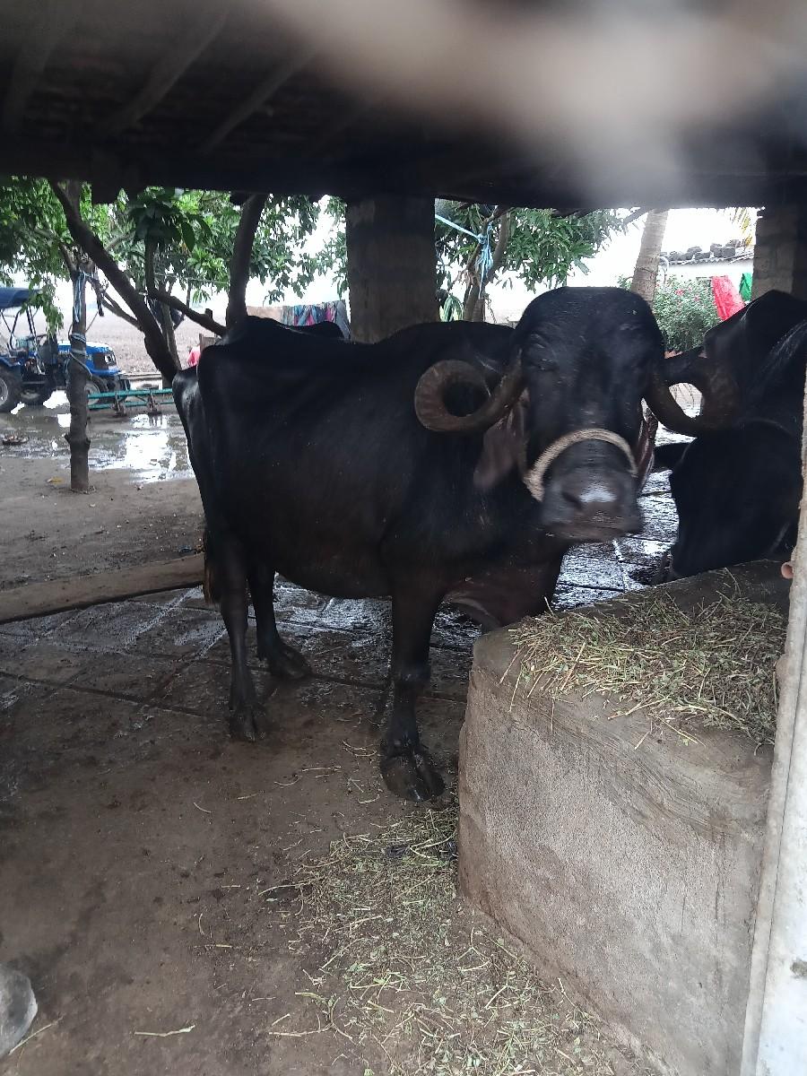 ભેંશ વેસવાની છે