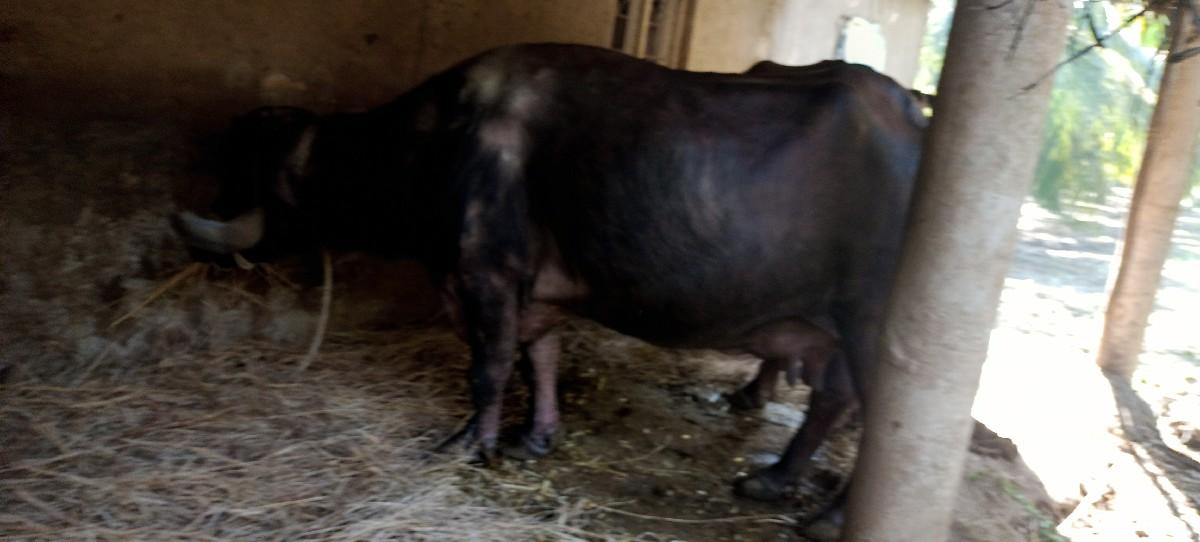 થંબનેલ 3