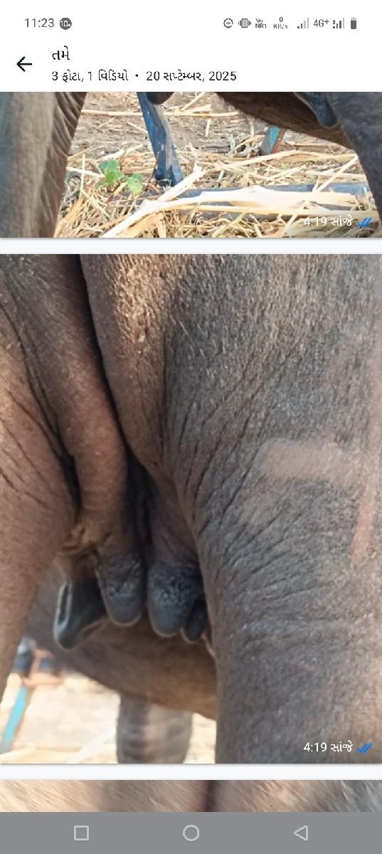 થંબનેલ 3