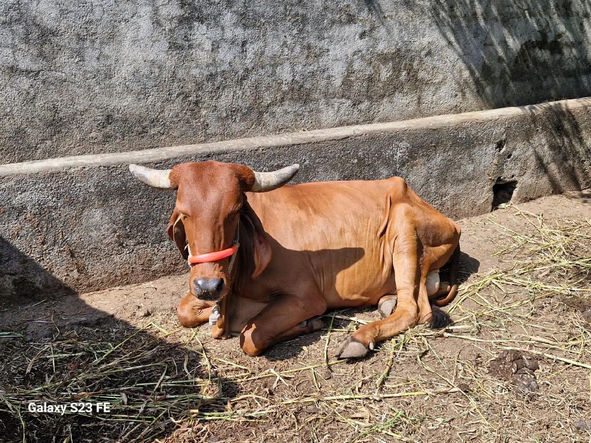 વેચાવાની છે