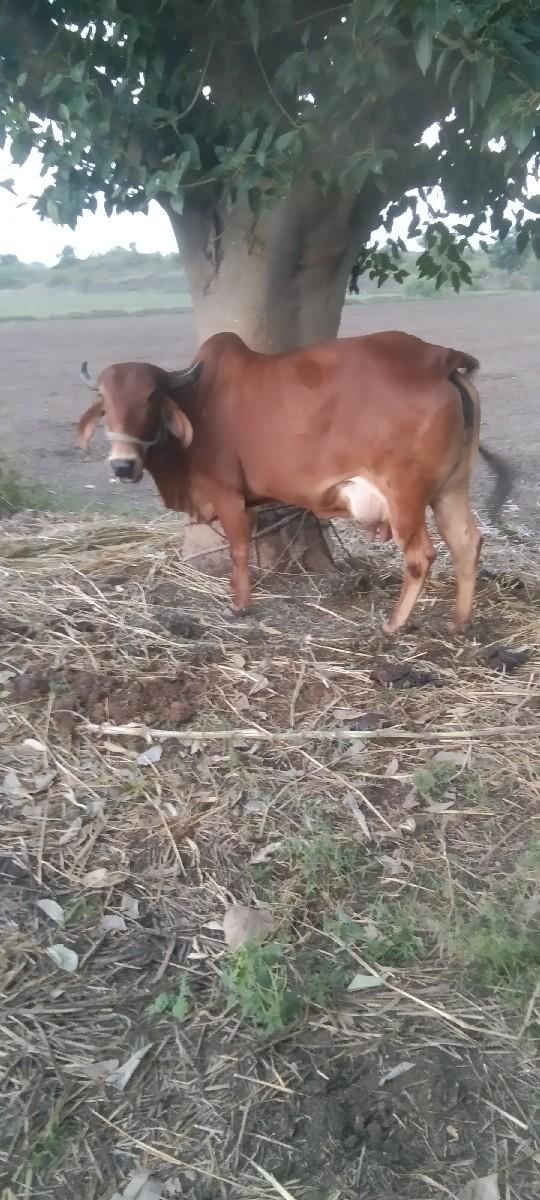 થંબનેલ 3