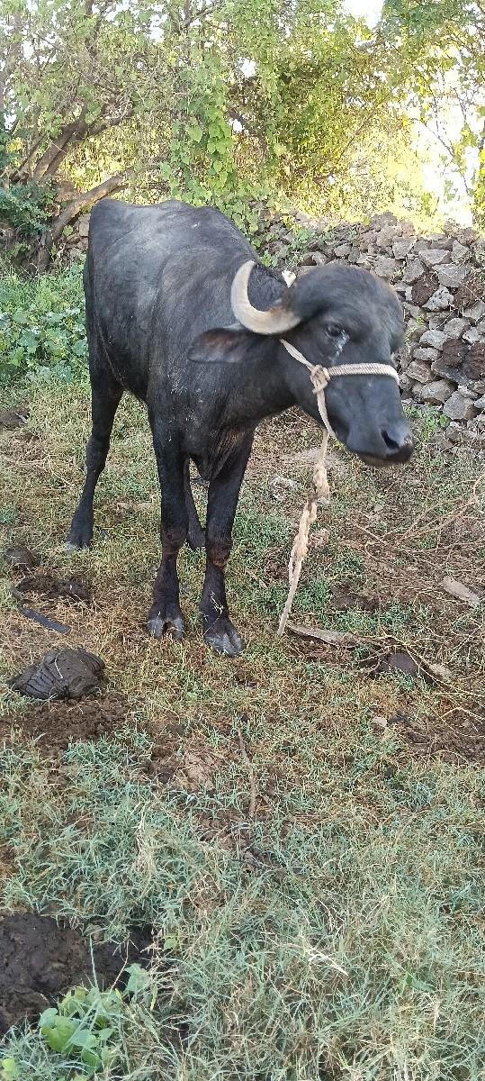 સાટા કરવા ના છે