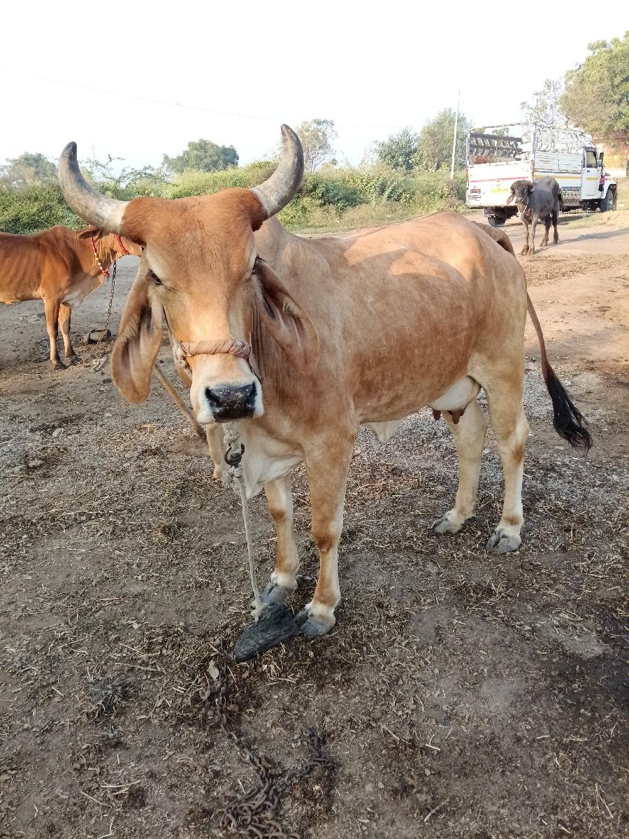 થંબનેલ 3