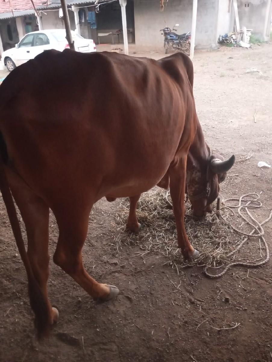 થંબનેલ 3