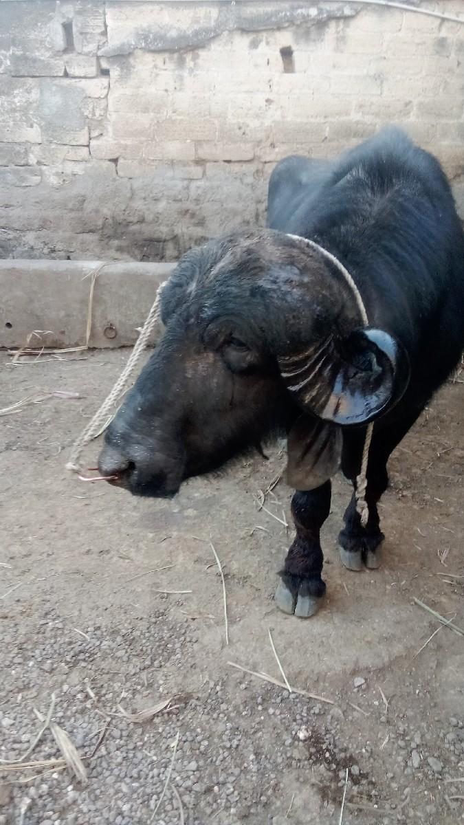 થંબનેલ 2