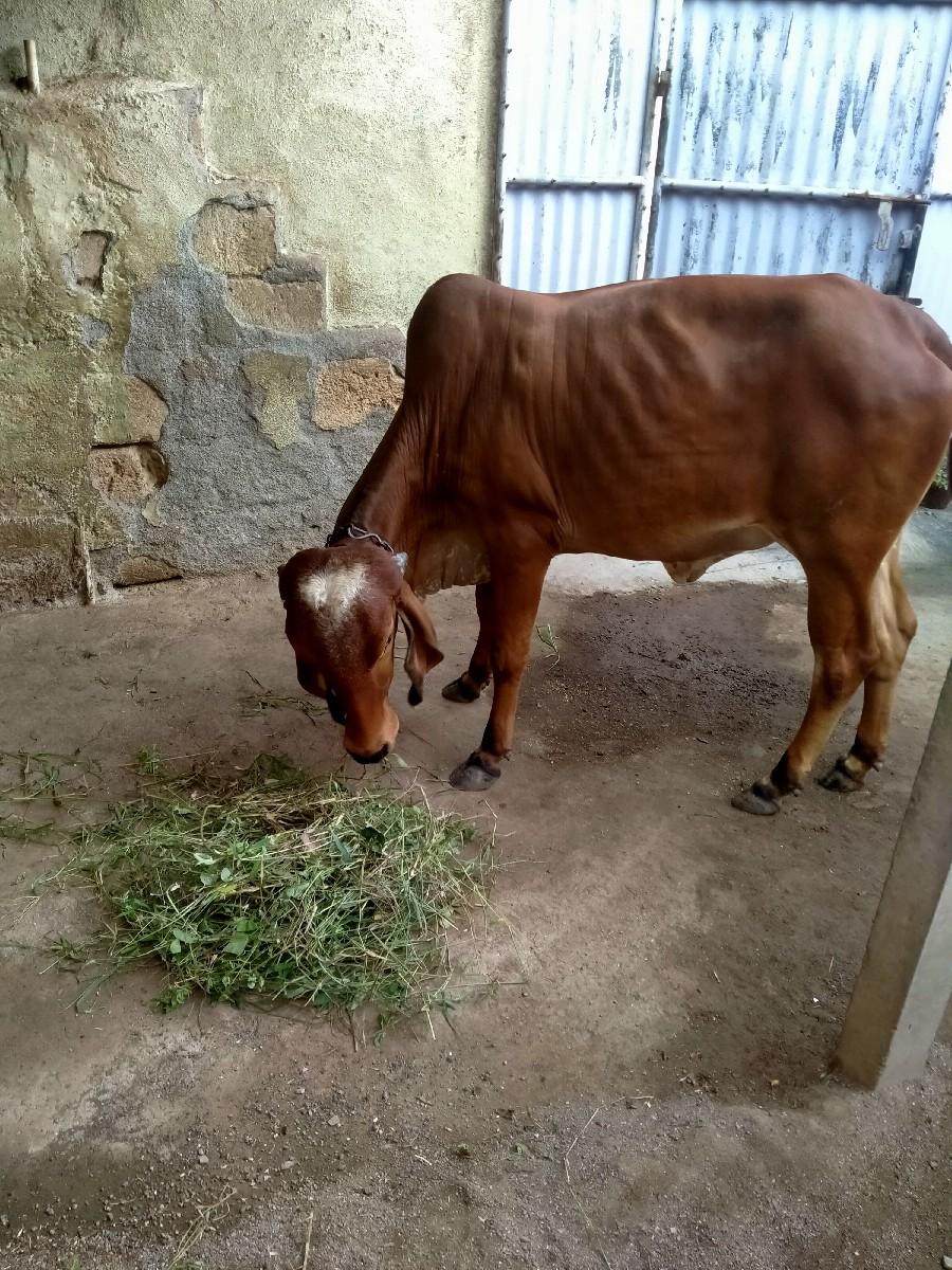 થંબનેલ 3