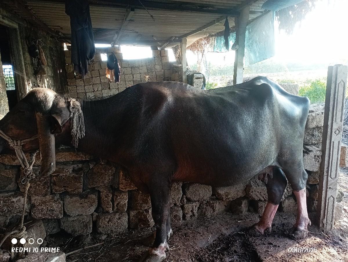 થંબનેલ 3