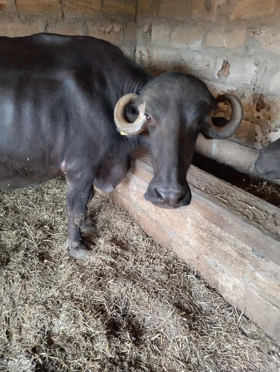 ભેંસ વેસાવની શે