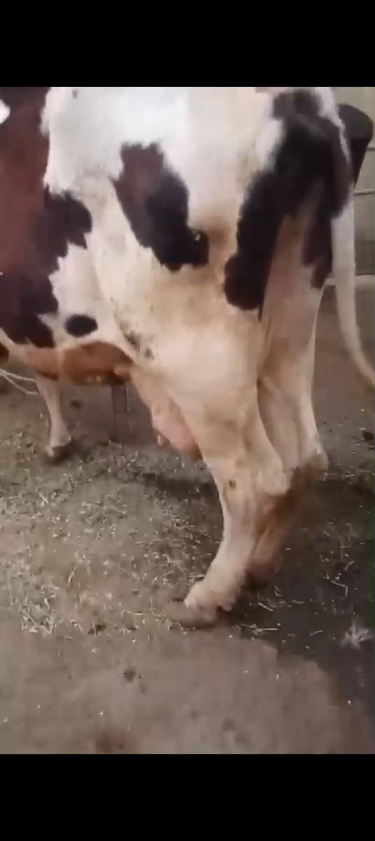 થંબનેલ 3