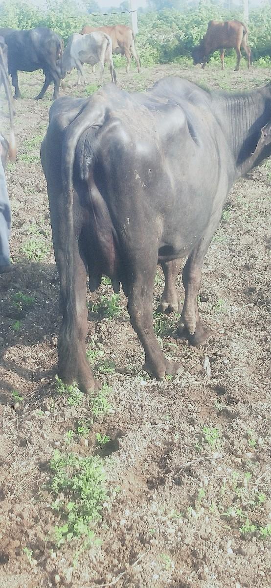 ભેંશ લેવાની છે