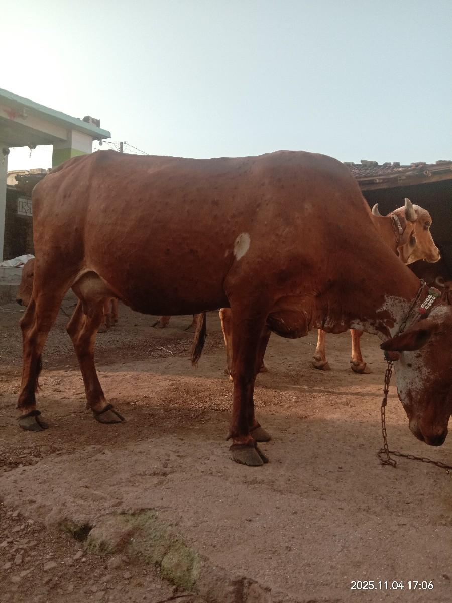 થંબનેલ 2