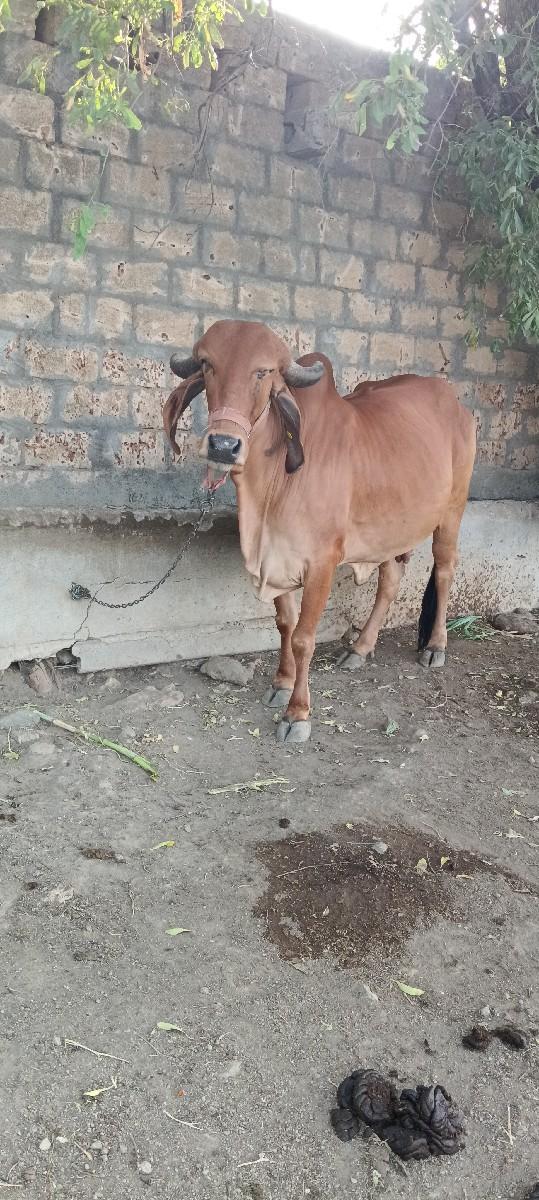 ગાય વેચવાની છે