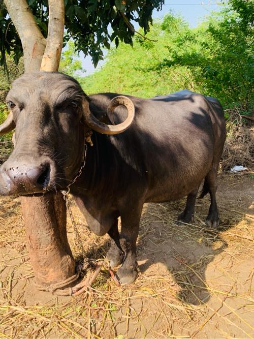 થંબનેલ 3