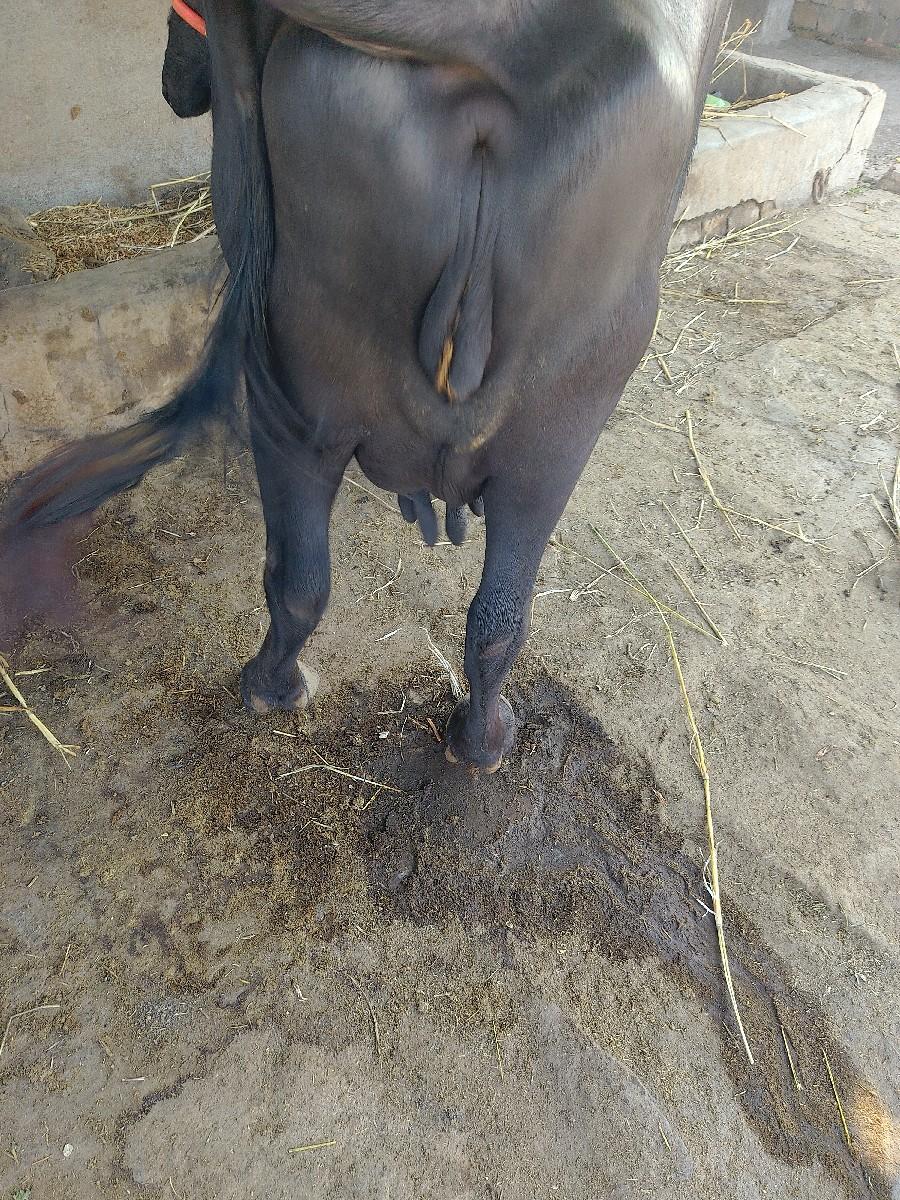 થંબનેલ 3