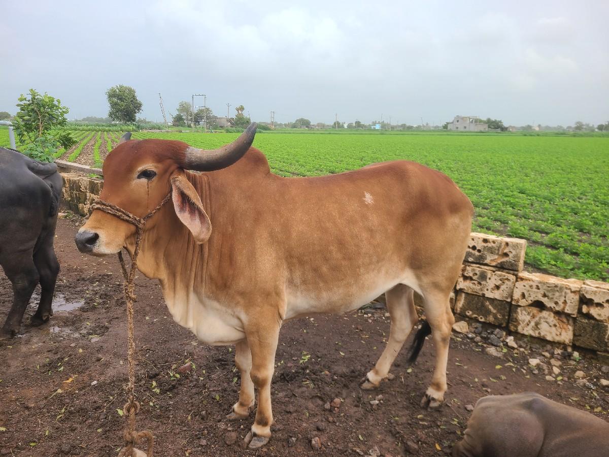 થંબનેલ 3