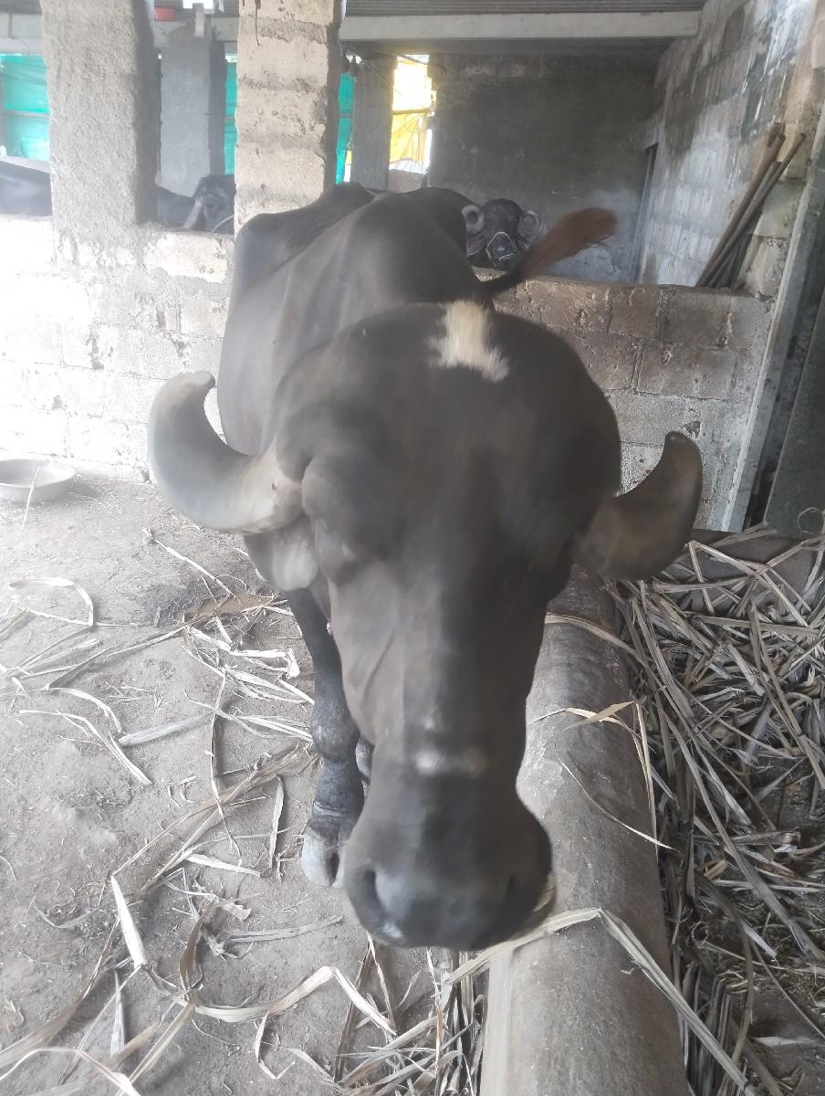 થંબનેલ 2