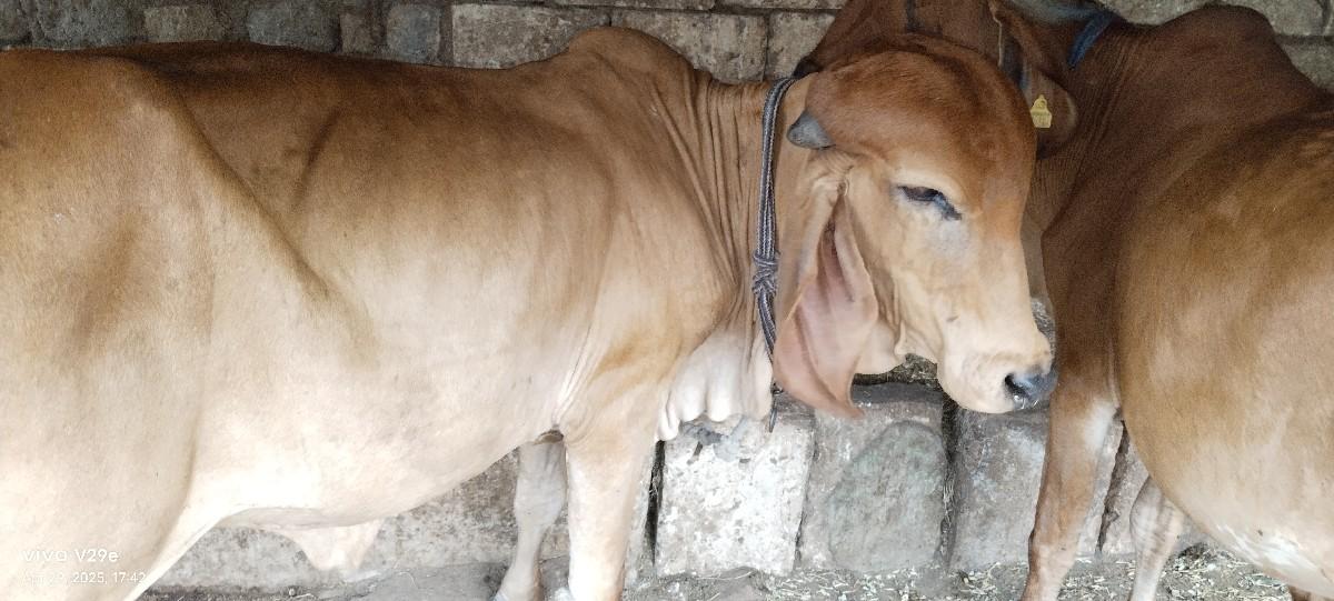 ગીર વાસડી વેચવાની છે