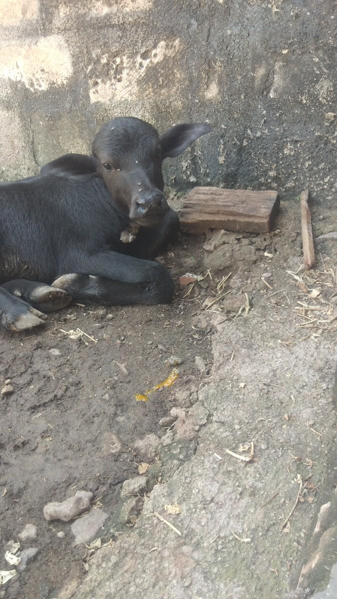 થંબનેલ 3