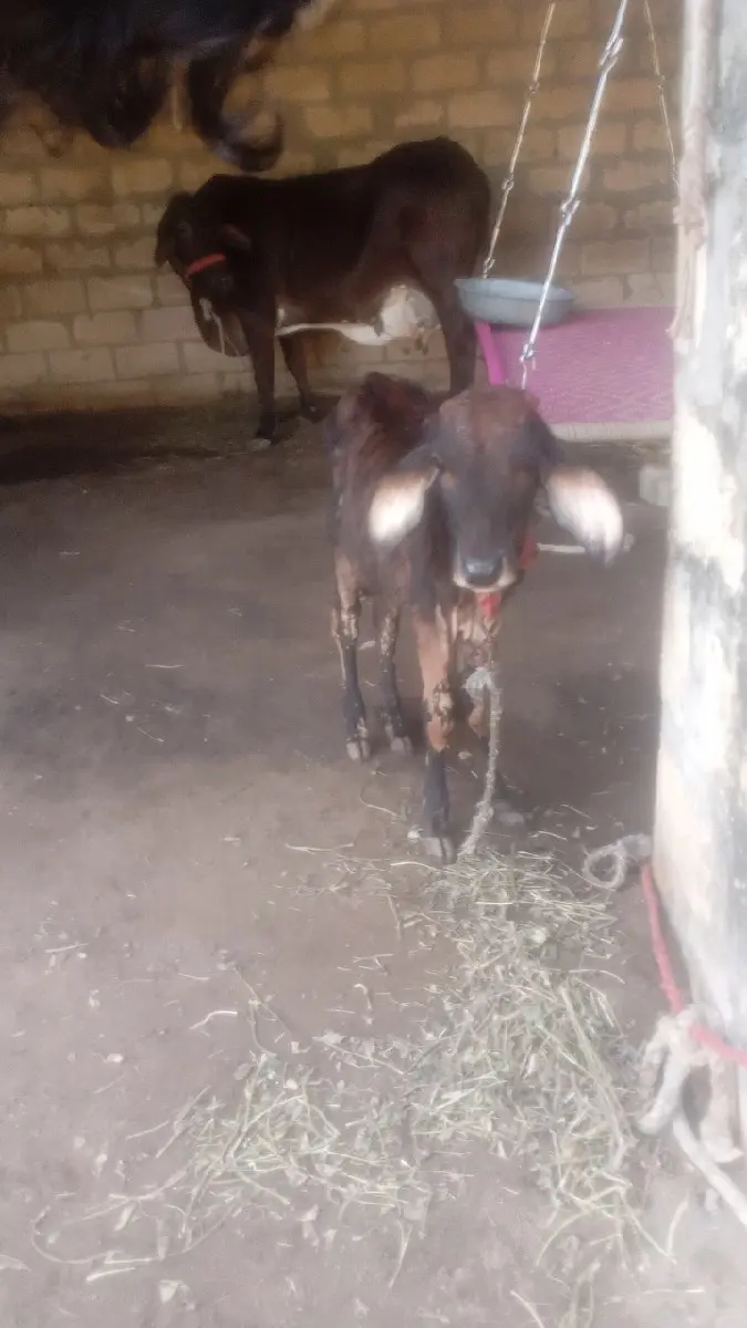 થંબનેલ 3