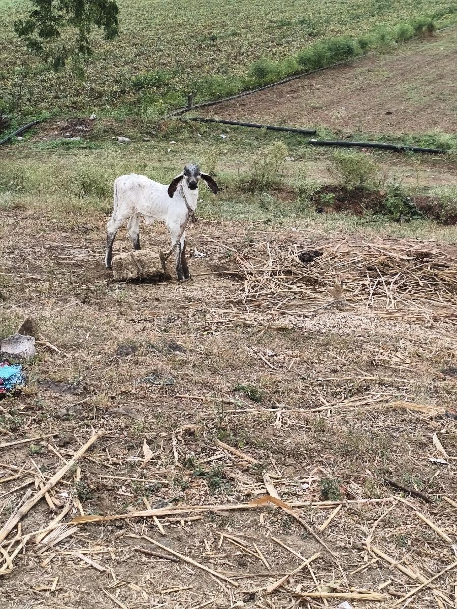 થંબનેલ 3